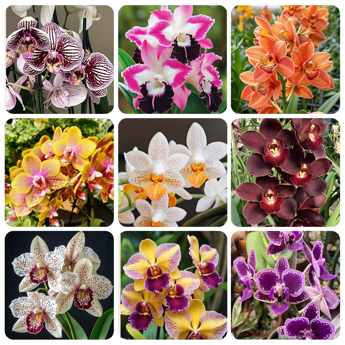 110+ Mix Orchid Seeds ready for indoor potting to brighten home decor