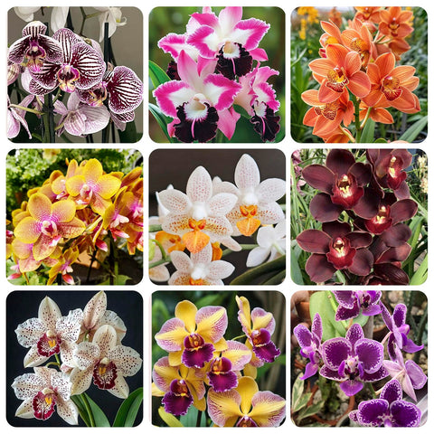 110+ Mix Orchid Seeds ready for indoor potting to brighten home decor