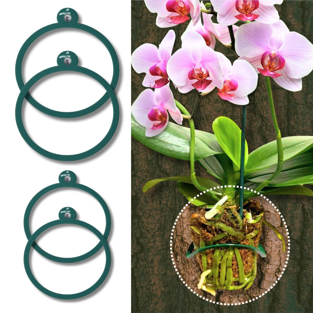 OrchidHug large 4in green-coated mounting ring supports mature orchids on trees.