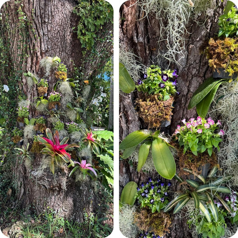 OrchidHug compatible with bromeliads and air plants for flexible displays.