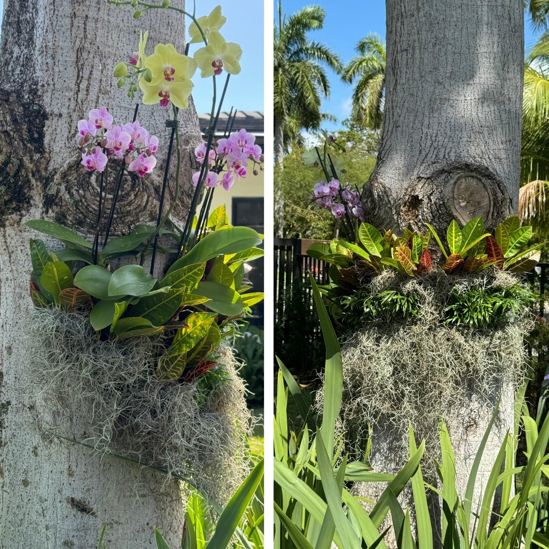 OrchidHug tree-mounting ring shown on a trunk for reliable, tidy mounting.