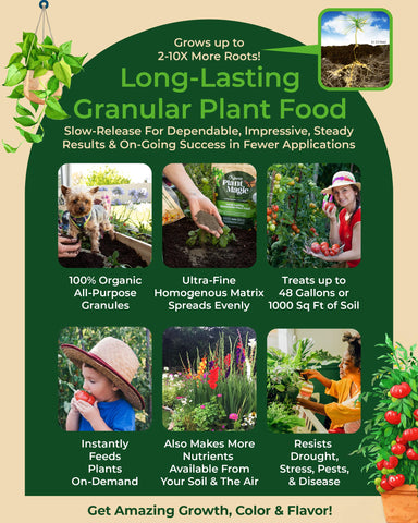 Organic Plant Magic flowering plants in bloom benefited by steady granular feeding.