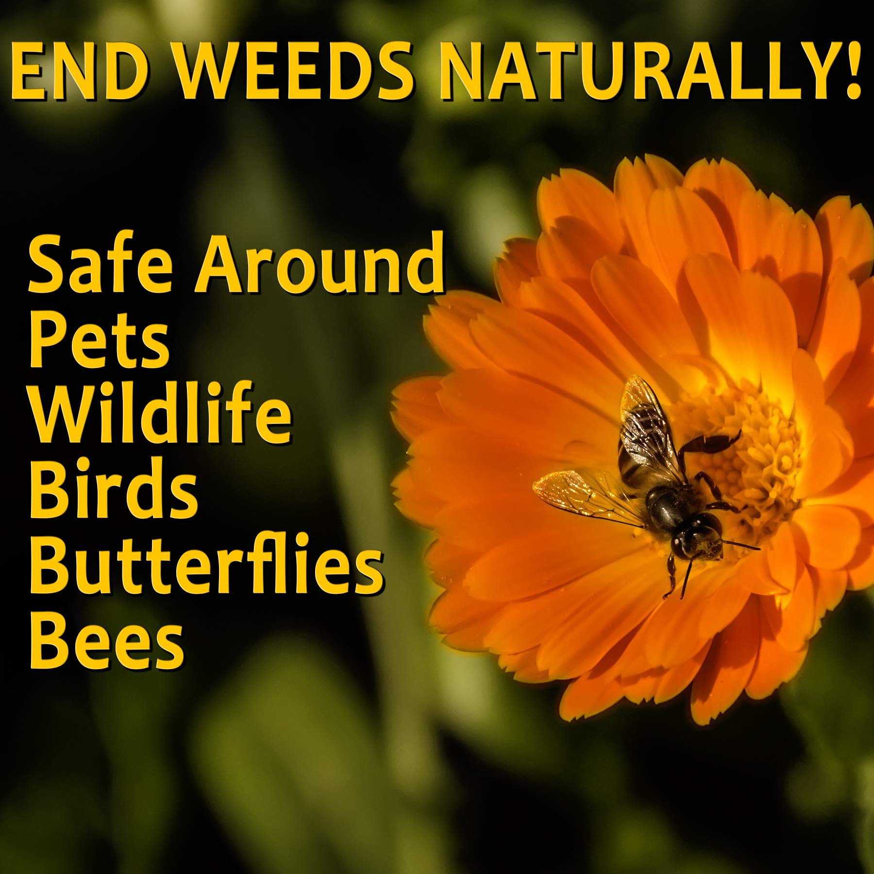 OrganicMatters Natural Weed Killer Spray 128 oz gallon with wide spray nozzle for even coverage.