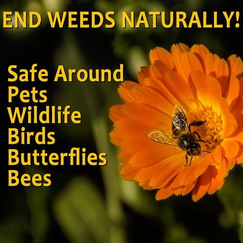 OrganicMatters Natural Weed Killer Spray 128 oz gallon with wide spray nozzle for even coverage.