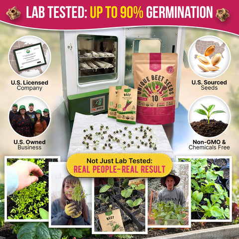 Organo Republic beet seeds packets inside kit offer convenient indoor planting.