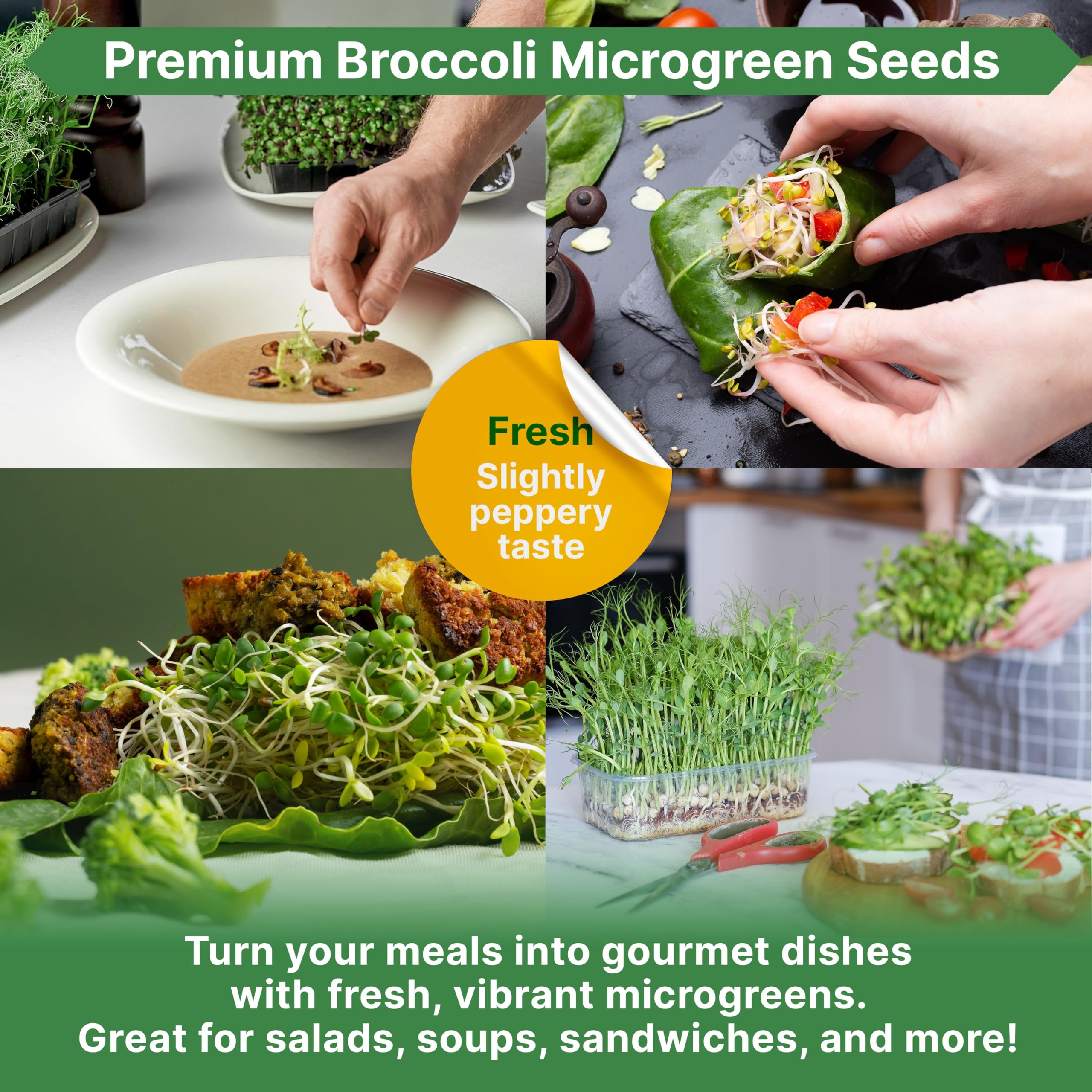 Organo Republic broccoli seeds sprouting in coconut coir for soil-like moisture retention.