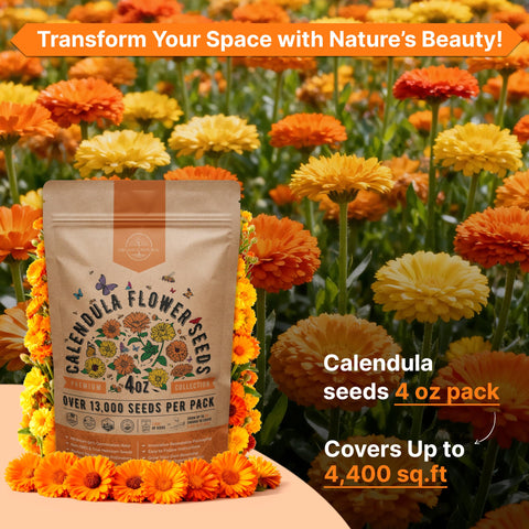 Calendula seeds feature high germination rate in tests.
