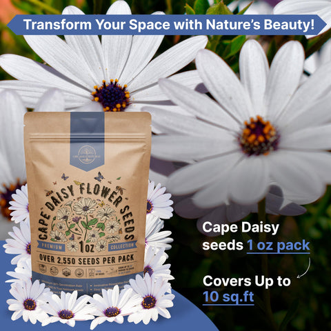 Organo Republic cape daisy seeds demonstrate strong germination potential in trials.