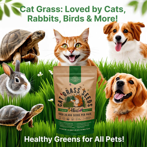 Organo Republic cat grass seeds mix DIY indoor garden, simple setup for pet greens.