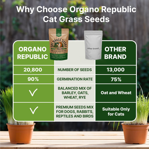 Organo Republic cat grass seeds mix growing in tray, ideal for pets indoors.
