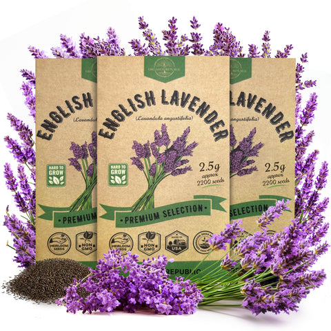 Organo Republic English Lavender seeds 3-pack in sealed packets for reliable planting.