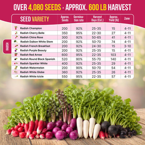 Organo Republic French Breakfast radish seeds pack for colorful kitchen garden.