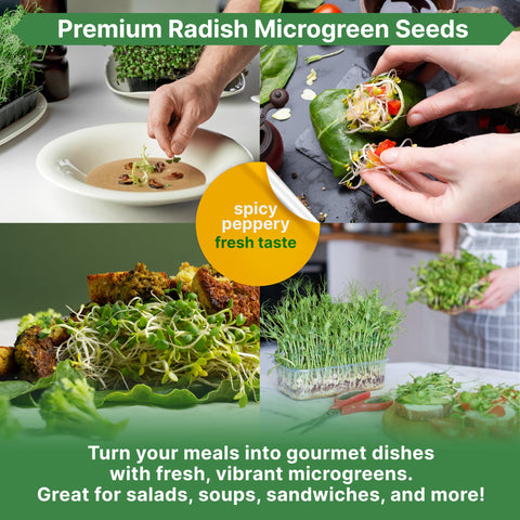 Organo Republic harvest-ready microgreens add crisp texture to dishes.