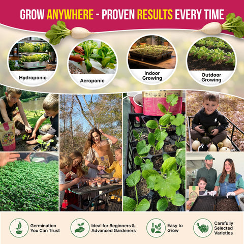 Organo Republic heirloom beet varieties offer colorful harvest potential.
