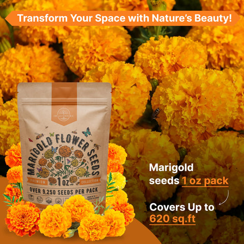 Organo Republic marigold seeds easy to grow for both indoor and outdoor gardening.