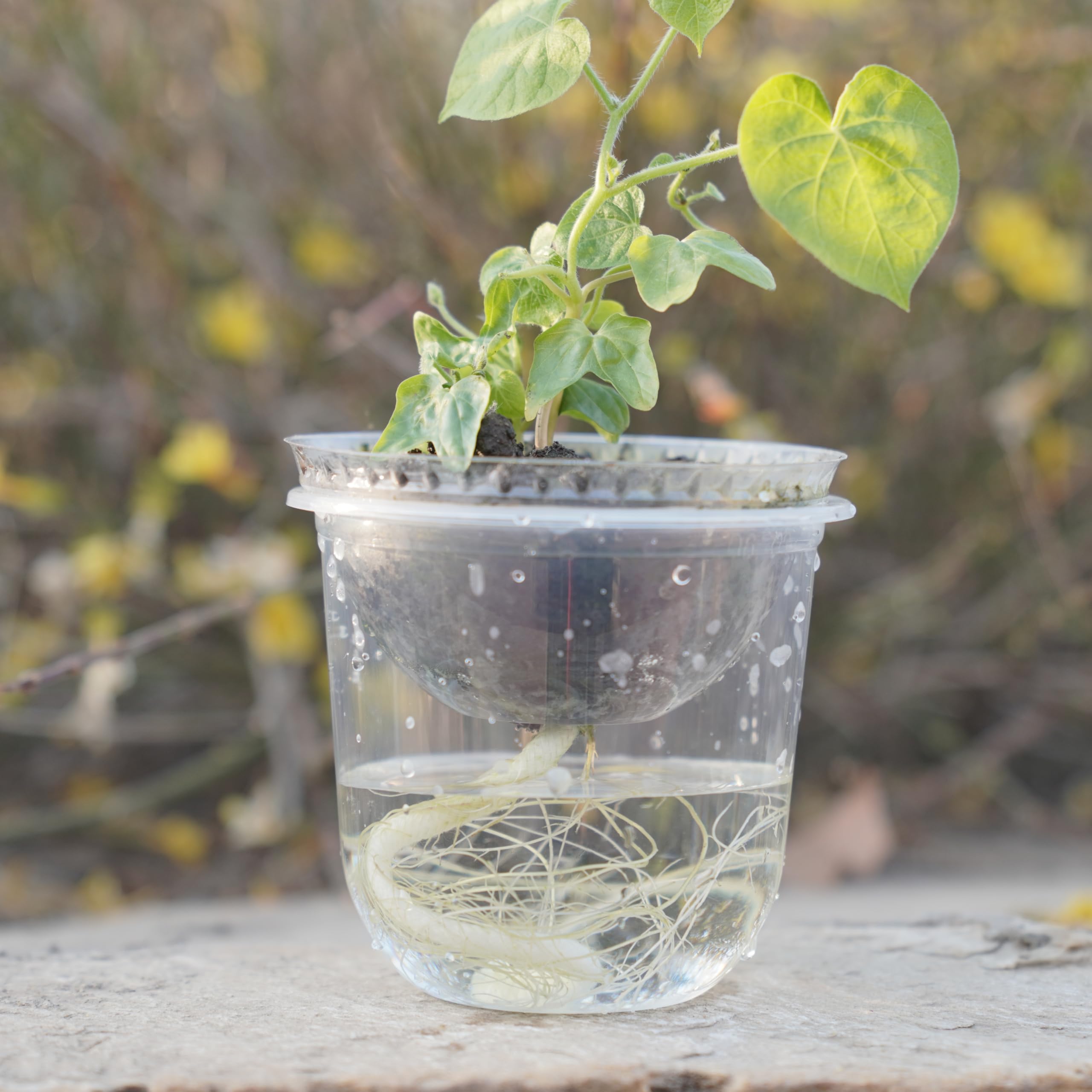ORIMERC clear domes mimic greenhouse warmth for faster seed sprouting
