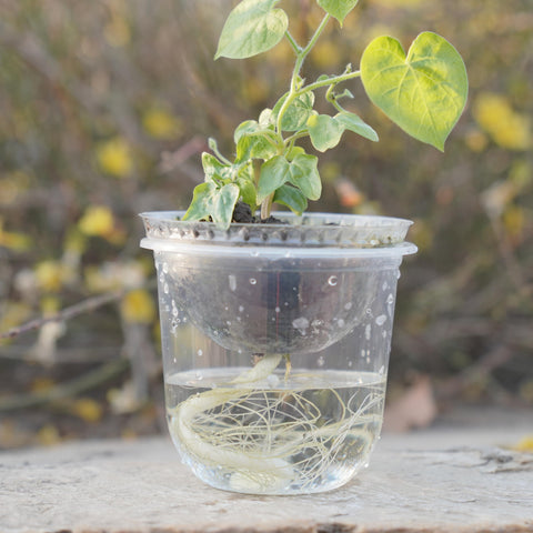 ORIMERC clear domes mimic greenhouse warmth for faster seed sprouting