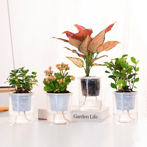 ORIMERC DIY automatic watering device using capillary wick setup.