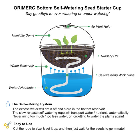 ORIMERC transparent seedling cups let you monitor roots and soil moisture