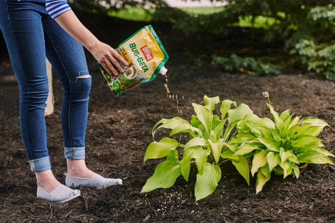 Ortho Bug-Geta Snail & Slug Killer2 around berries and ornamentals protects against pests