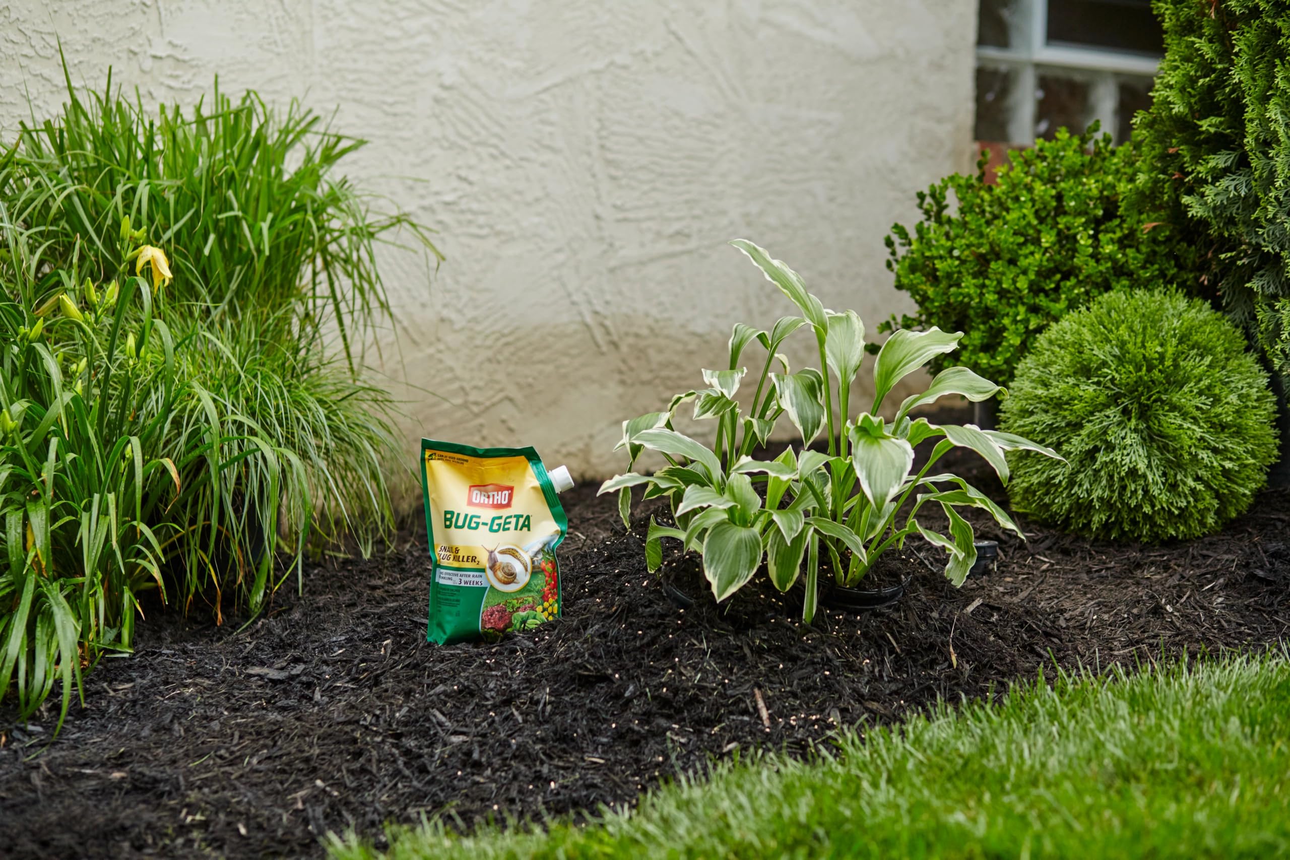 Ortho Bug-Geta Snail & Slug Killer2 shows rainproof performance after rain