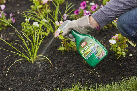 Ortho Grass B Gon targets crabgrass and tall fescue without harming nearby plants