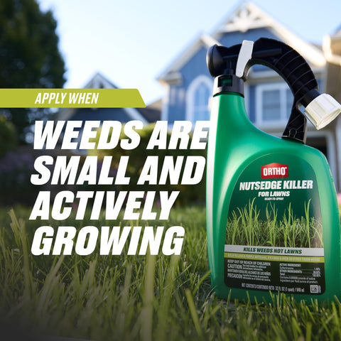 Ortho Nutsedge Killer for Lawns kills nutsedge and kylinga in turf
