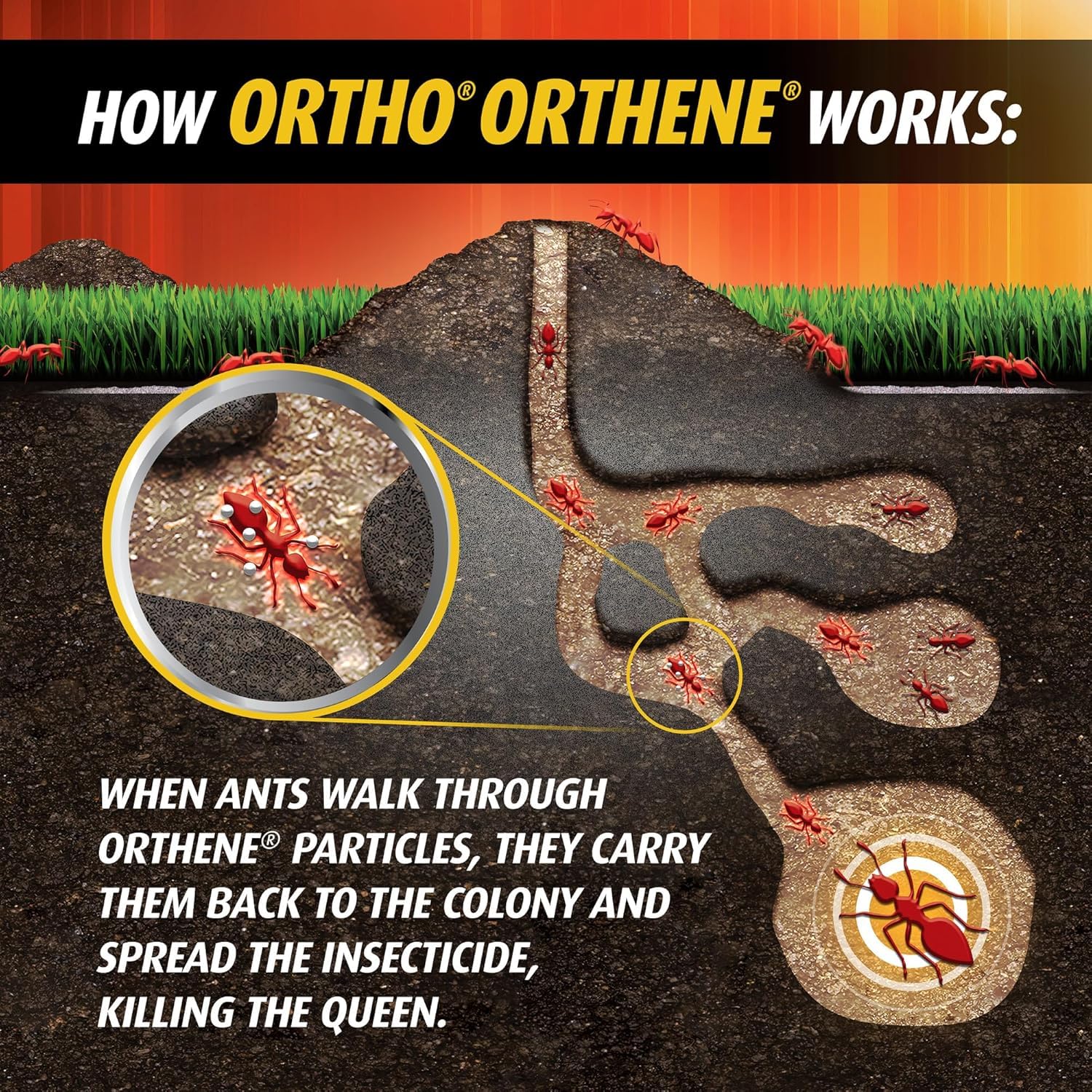 Ortho Orthene mound treatment during morning hours when ants are active.