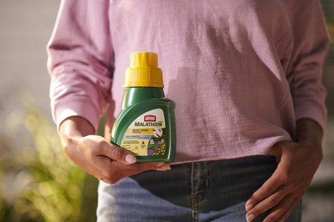 Ortho MAX protecting roses and shrubs from common pests.