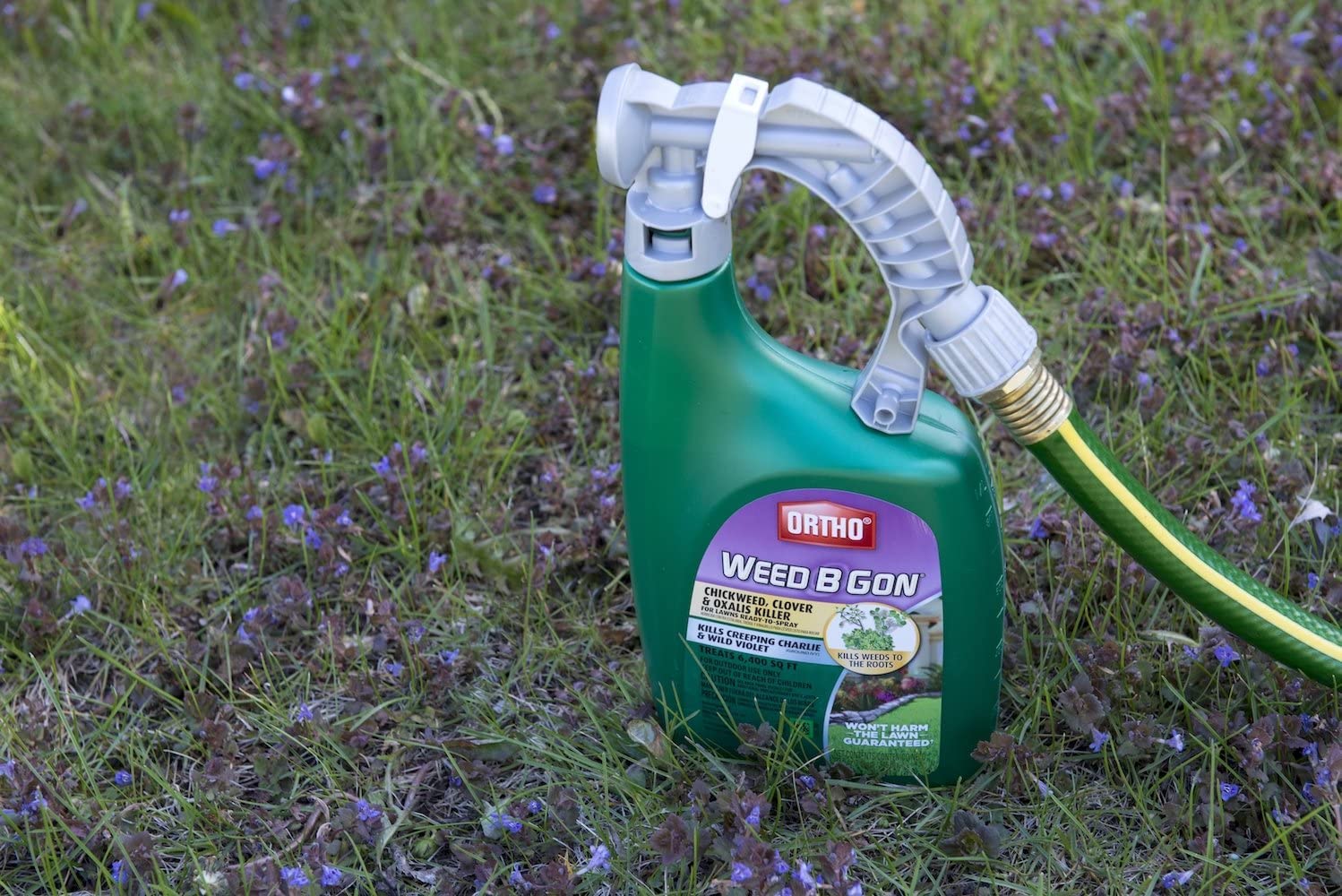 Ortho Weed B Gon rainproof action within 6 hours on a treated lawn.