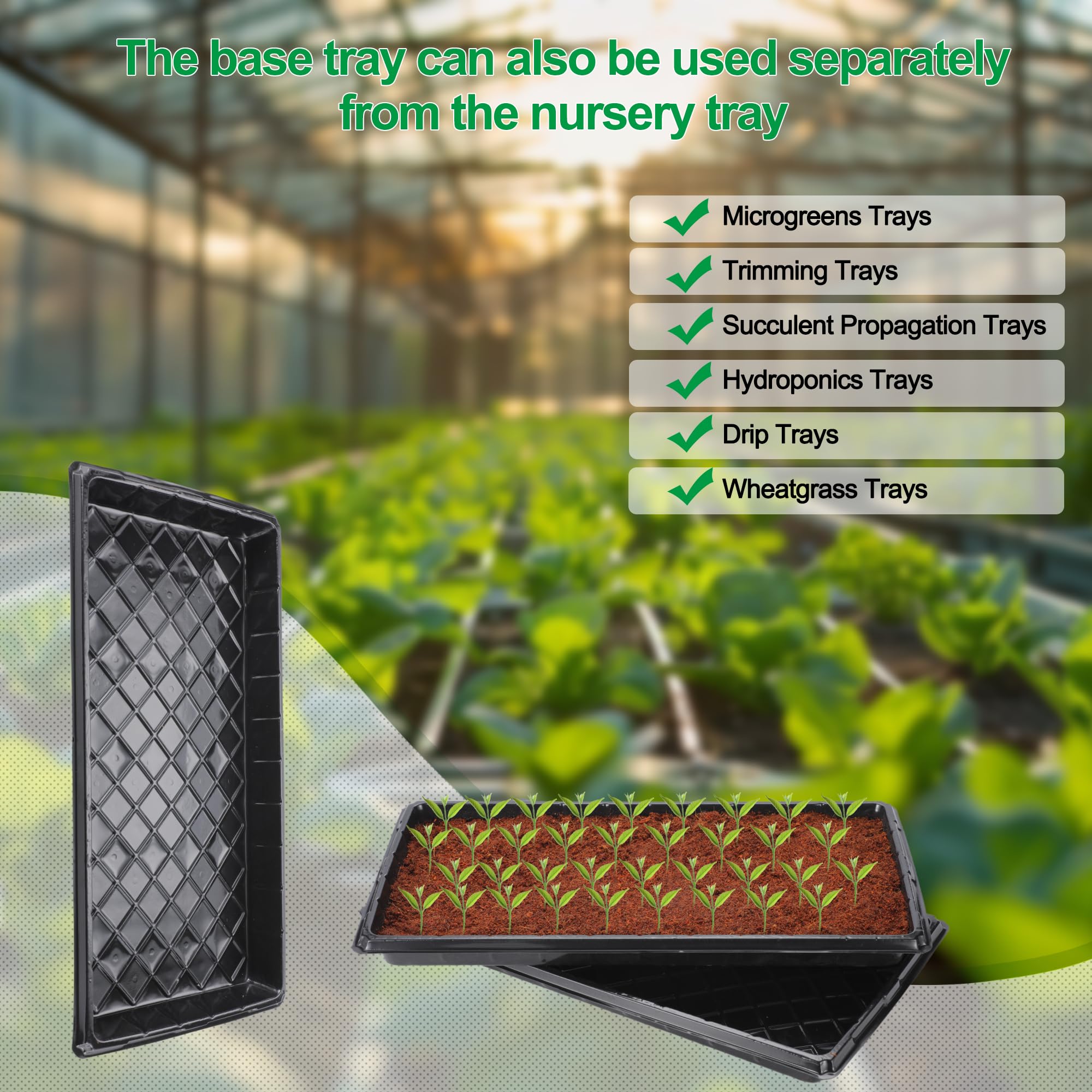 Oscorna cell dimensions optimize space for diverse seedlings