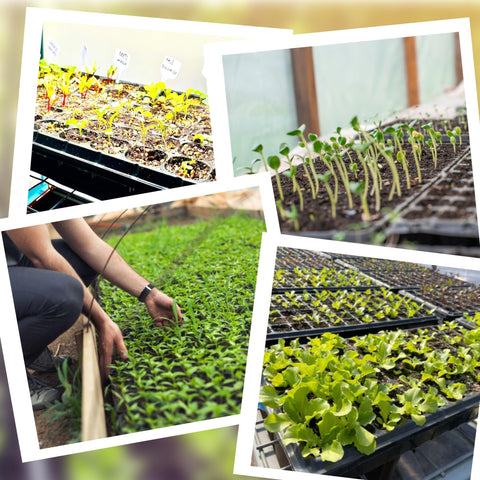 Oscorna kit for indoor and outdoor gardening beginners