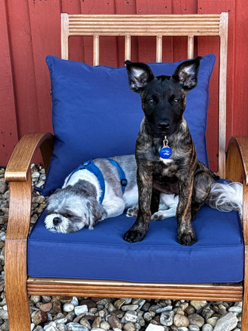 Outdoor chair with Oslimea blue covers for a modern patio update