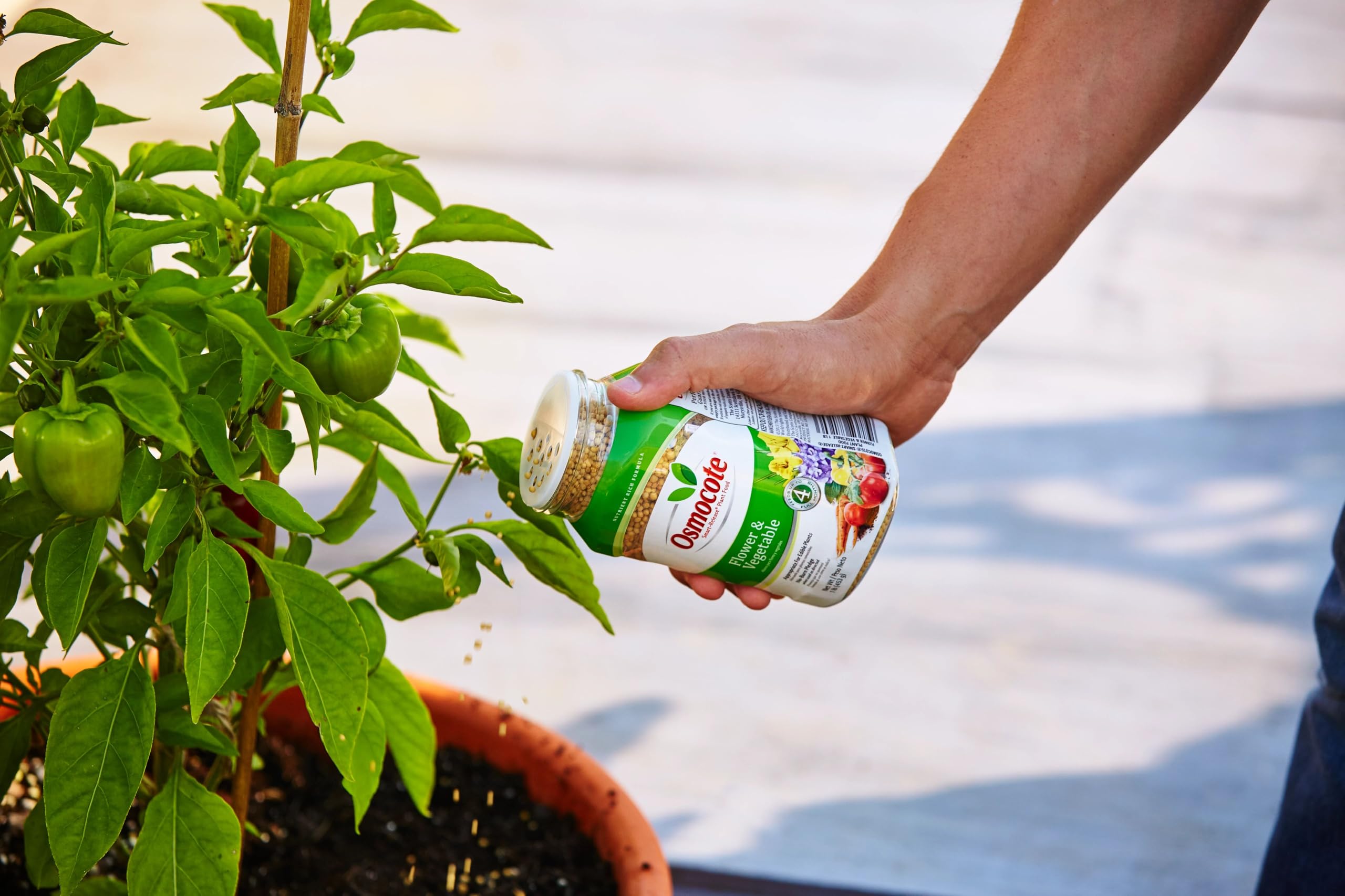 Osmocote Smart-Release granules in soil promote balanced uptake and steady growth.