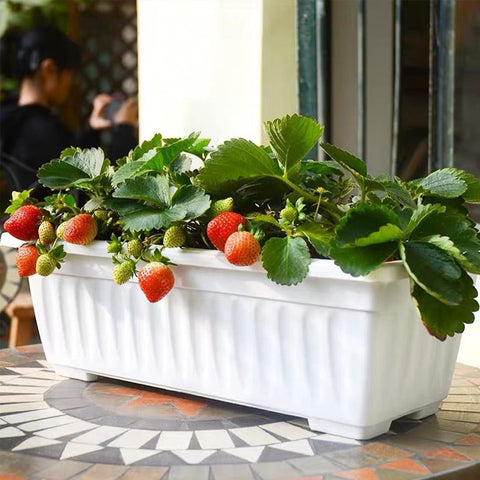 OSMOFUZE indoor outdoor box planter suits small space gardening.