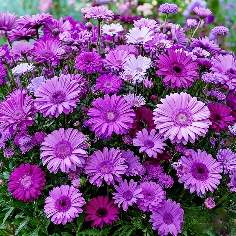 Osteospermum blooms close-up—bright colors for cheerful borders.