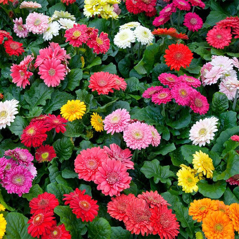 Osteospermum garden border display—compact plants ideal for patios.