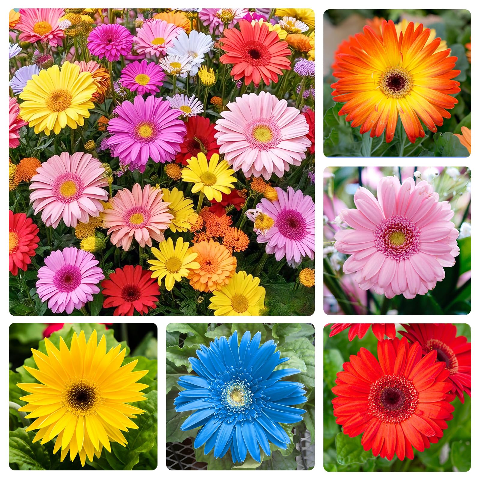 Osteospermum seeds mixed collection front pack—vibrant color variety for sunny garden beds.