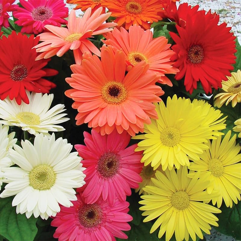 Osteospermum seeds mixed colors open packet—easy-to-grow flowers for borders.