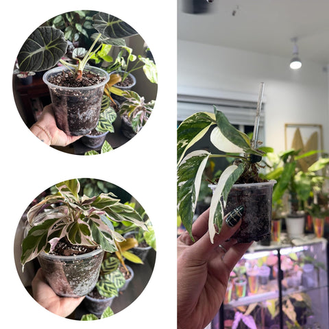 Oubest 4-inch clear plastic pot supports small plants with observation-friendly design