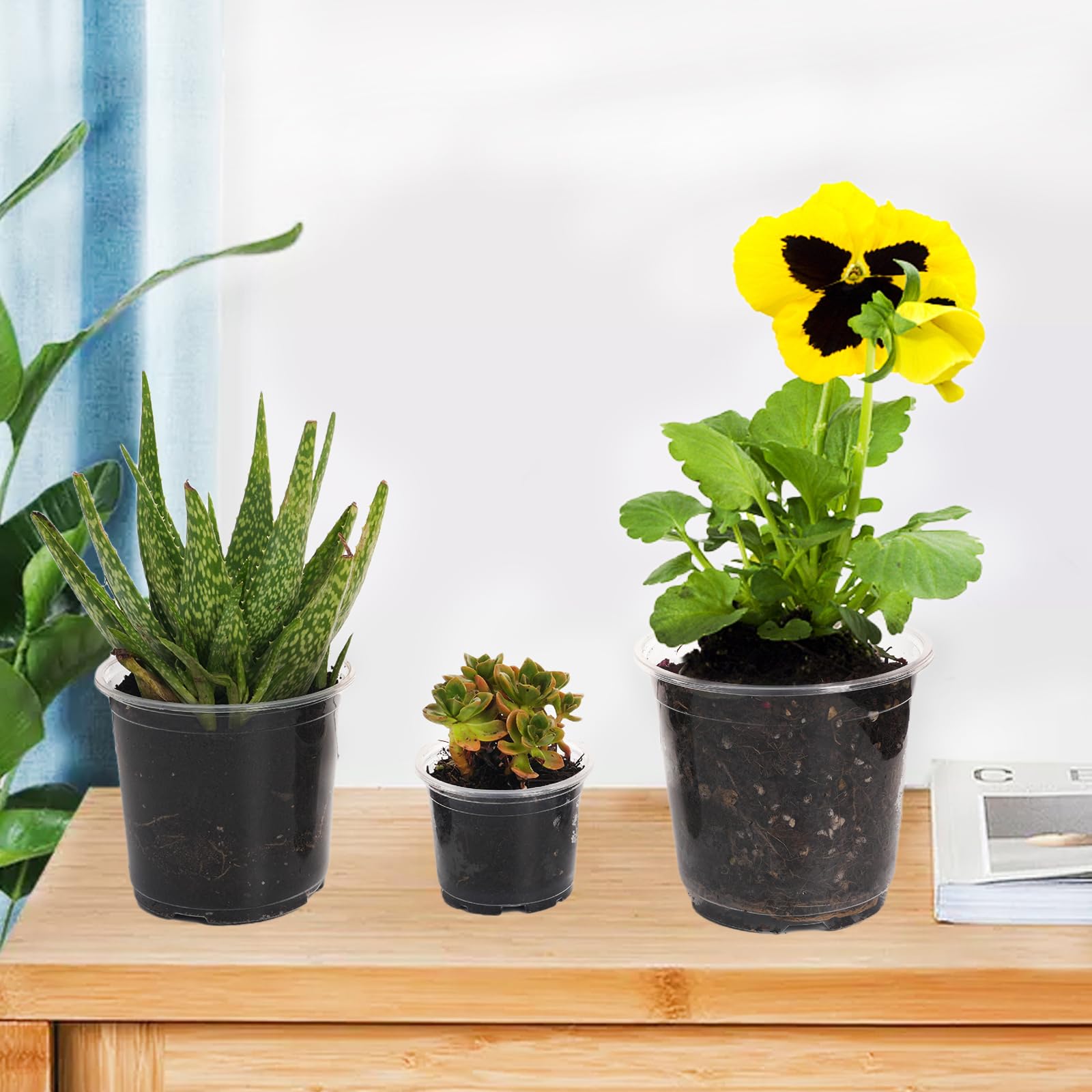 Oubest 5inch opening diameter clear pot for versatile use.