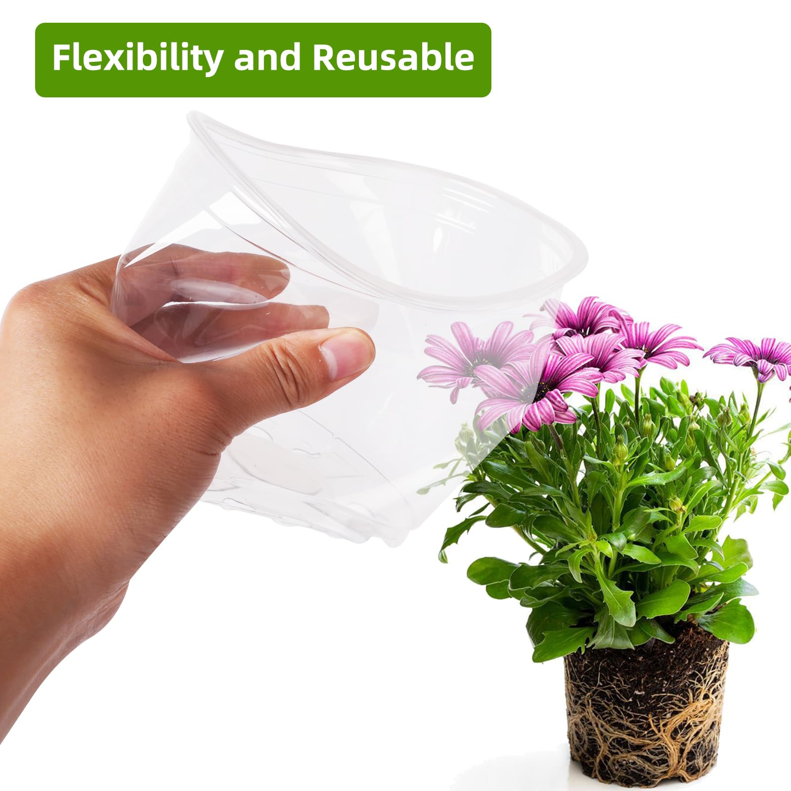 Oubest clear pot suitable for orchids, flowers, and succulents.