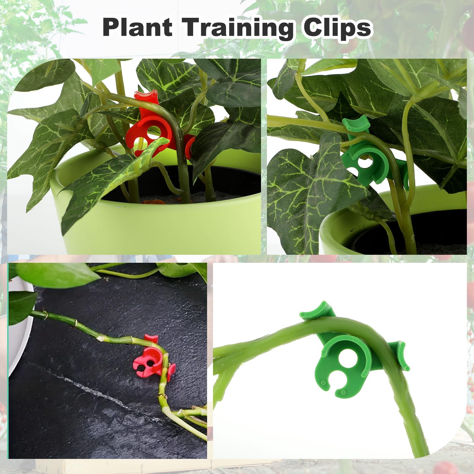 Tomato stem clipped with Ouligay clip demonstrating precise positioning.