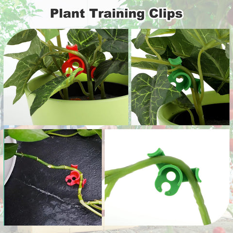 Tomato stem clipped with Ouligay clip demonstrating precise positioning.