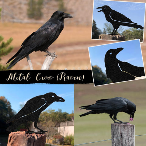 OULYDEKO Raven Decor Halloween garden decor creates a seasonal focal point.