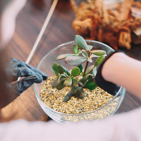 OUPENG multipurpose rocks suitable for terrariums and DIY projects.