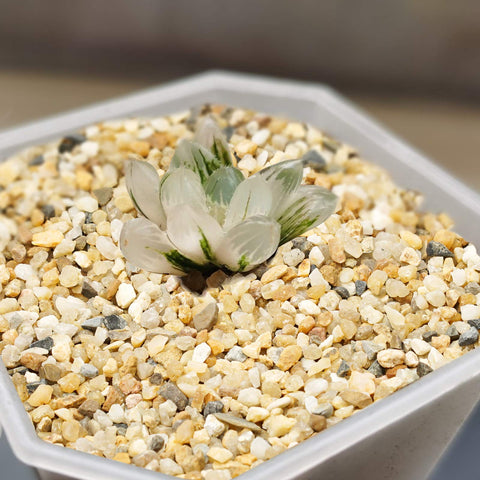 OUPENG vase filler and aquarium use with natural texture and color.