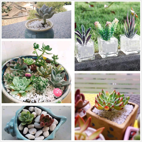 Oupeng white pebbles for aquarium decor provide a neat base.