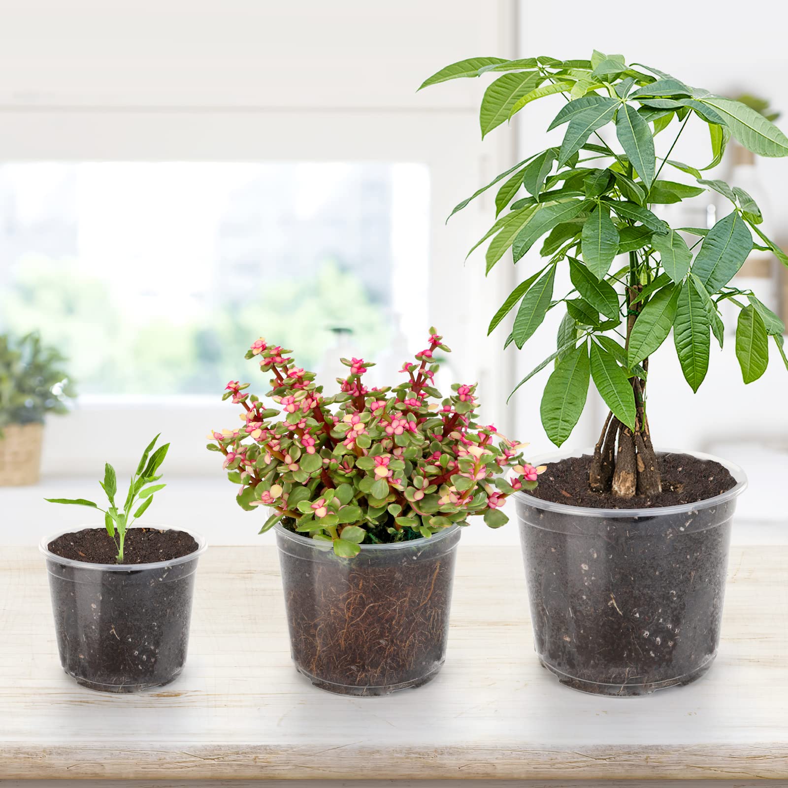 OUPSAUI reusable PP clear pot designed for long-term use