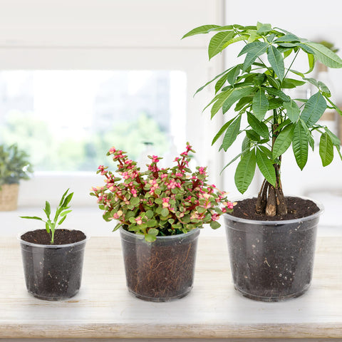 OUPSAUI reusable PP clear pot designed for long-term use